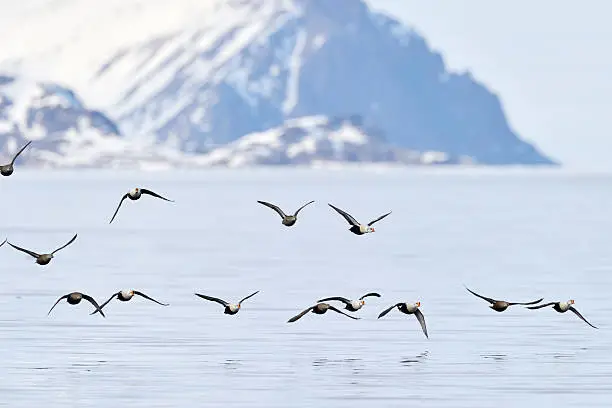 Group of King Eider (Somateria spectabilis) flying above water, with Bylot island in background, Baffin bay, Nunavut, Canada.