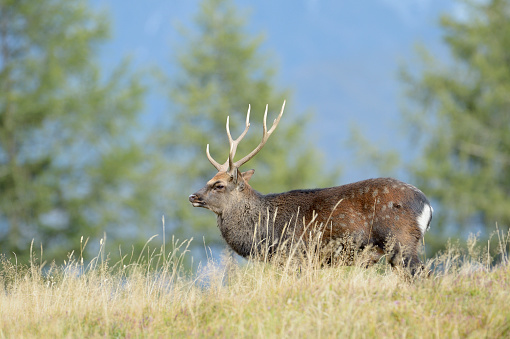 Red deer (Cervus elaphus) walking in high grass and in rut.