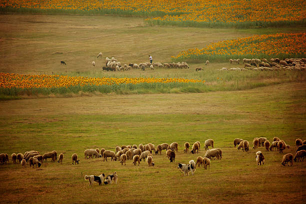 빈티지 풍경과 가축떼 of sheeps - low grass hill pasture 뉴스 사진 ��이미지