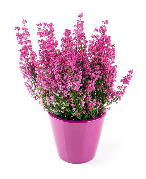 istock pink heather planted in pot isolated on white 489112050