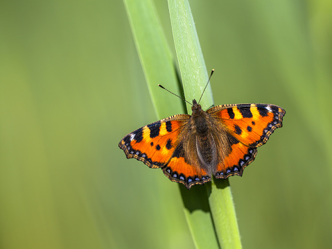 Small tortoiseshell (Aglais urticae) perched on a leaf with green background