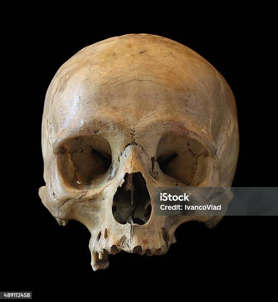 Skull Of The Person Stock Photo - Download Image Now - Human Skull, 2015, Anatomy