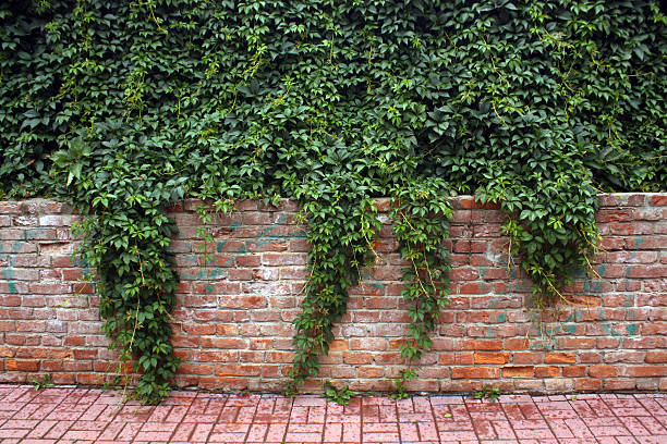 istock Ivy bricked fence. 489113820