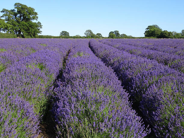 istock Image of lavandula plants growing in rows at lavender farm 489114578