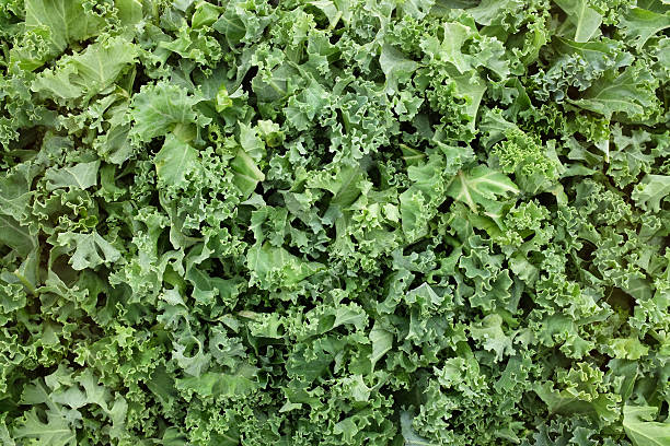 Shredded kale leaves background Chopped kale leaves as an abstract background texture cruciferous vegetables stock pictures, royalty-free photos & images