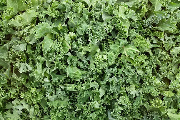 Chopped kale leaves as an abstract background texture