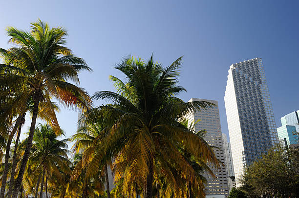 istock Palm Trees and Office Towers in Miami 489117721