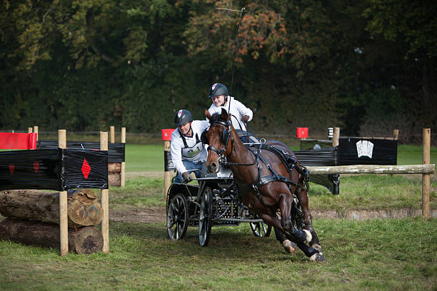 Cirencester, England - September 19, 2015: Single Pony Carriage team leaning hard right to negotiate an obstacle whilst taking part in the British Carriage driving Championship held in Cirencester Park in Gloucestershire, England
