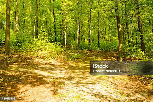 Sonne Im Buche Forest Stockfoto und mehr Bilder von Anhöhe - Anhöhe, Baum, Blatt - Pflanzenbestandteile