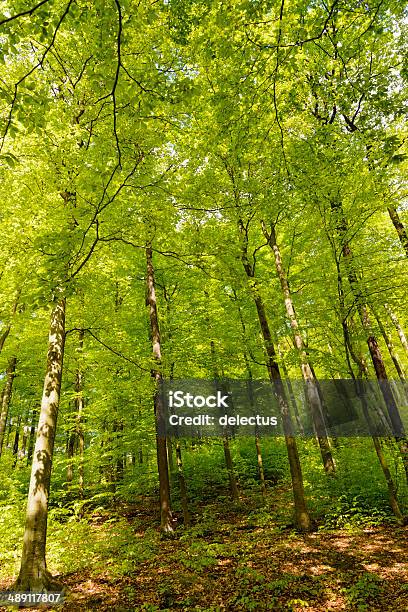 Sonne Im Buche Forest Stockfoto und mehr Bilder von Anhöhe - Anhöhe, Baum, Blatt - Pflanzenbestandteile