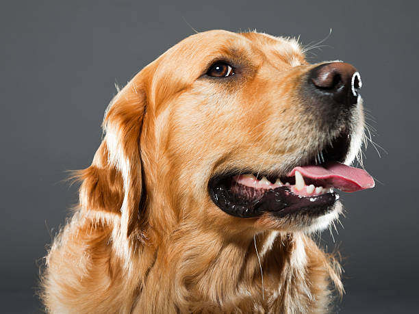 Long Hair Golden Retriever Stock Photos, Pictures & Royalty-Free Images -  iStock