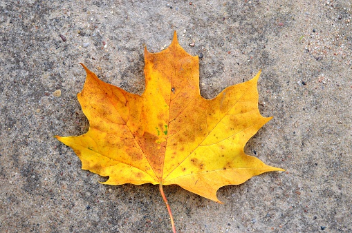Yellow autumnal maple leaf lying on the ground.