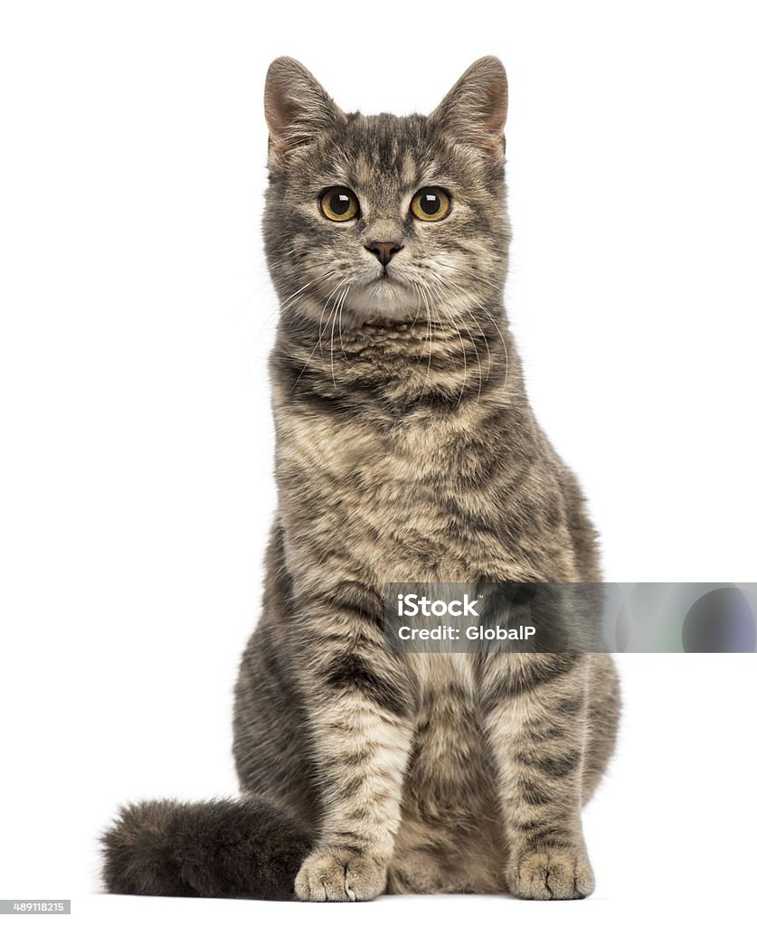European Shorthair (6 months old) sitting Domestic Cat Stock Photo