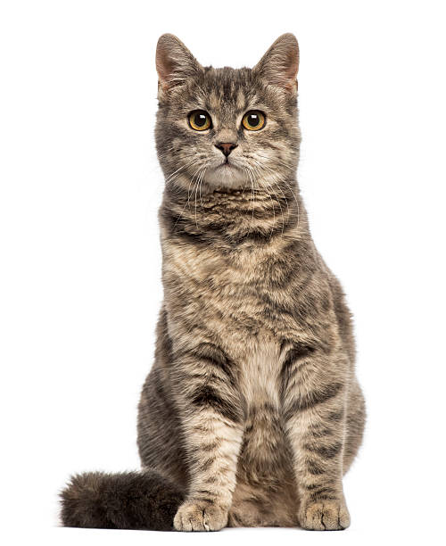 European Shorthair (6 months old) sitting European Shorthair (6 months old) sitting shorthair cat stock pictures, royalty-free photos & images