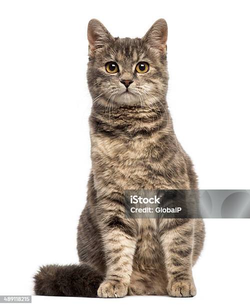 European Shorthair Sitting Stock Photo - Download Image Now - Domestic Cat, Cut Out, White Background