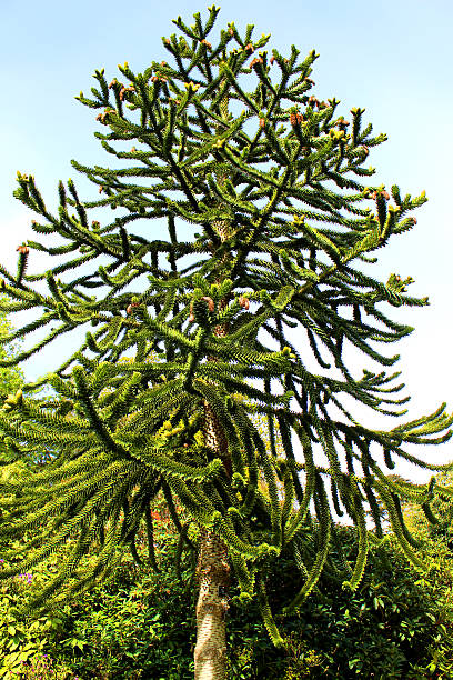 Monkey puzzle tree against sky (Chilean pine / Araucaria araucana) Photo showing the trunk and branches of a large monkey puzzle tree growing in a garden, pictured against a blue summer's sky.  Monkey puzzle trees are also known as Chilean pines, pehuens or monkey tail trees, while the Latin name is: Araucaria araucana. araucaria araucana flower stock pictures, royalty-free photos & images