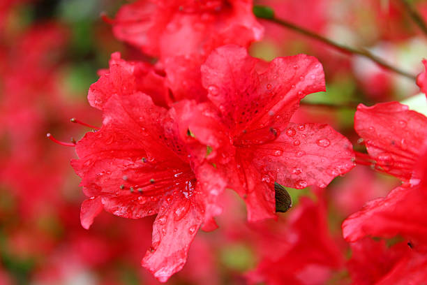 close-up bild der roten azalea blumen (rhododendron) im garten - azalea magenta flower red stock-fotos und bilder