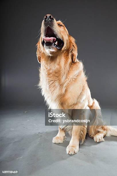 Golden Retriever Against Grey Background Studio Shot Stock Photo - Download Image Now