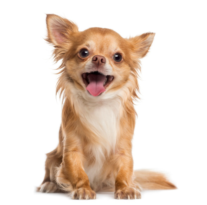 Feliz Chihuahua (4 años de edad) photo