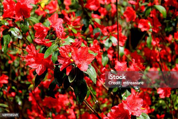 Foto de Imagem De Flores Vermelhas Azaleias No Jardim e mais fotos de stock  de Ajardinado - iStock