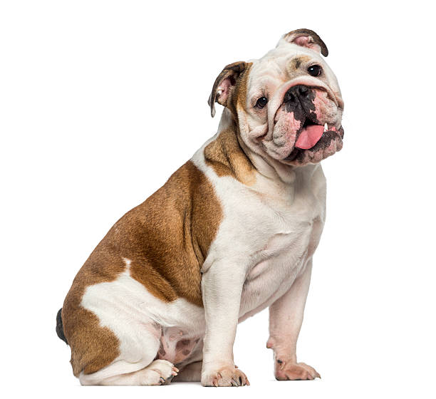 istock English Bulldog sitting (8 months old) 489118659