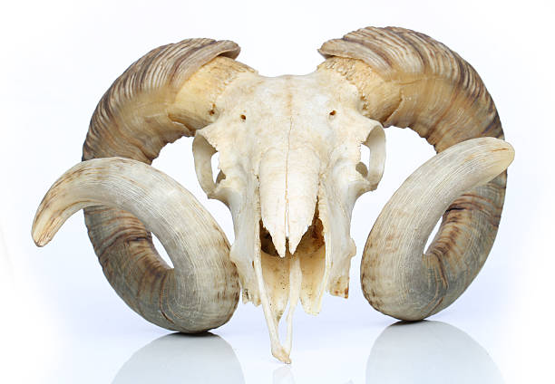 istock Ram skull with big horn isolated on white background 489118776