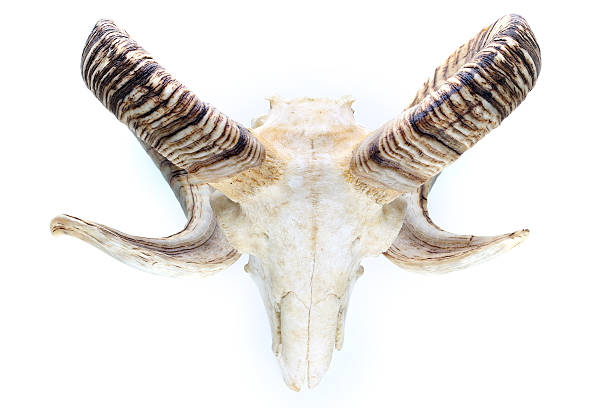 черепа барана с большой рога изолированные на белом фоне - animal skull cow animals in the wild west стоковые фото и изображения