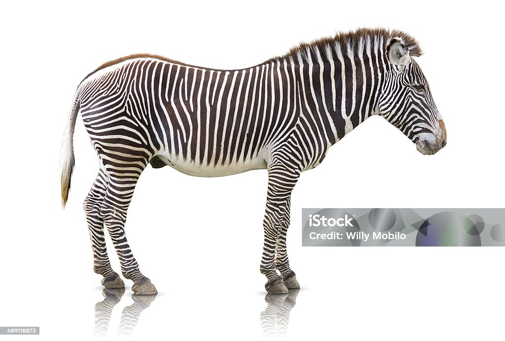 Zebra isolado - Foto de stock de Animal royalty-free