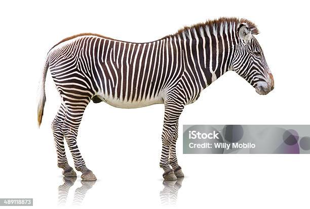 Foto de Zebra Isolado e mais fotos de stock de Animal - Animal, Branco, Cauda