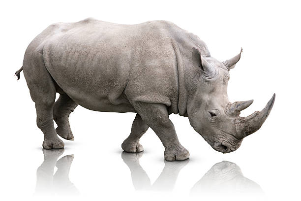rhino isolé - rhinocéros photos et images de collection