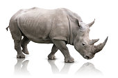 istock Rhino isolated 489118875