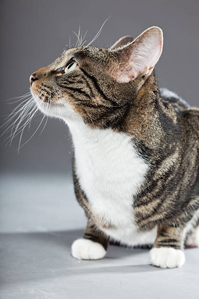 istock Studio portrait of grey striped cat with white chest. 489119183