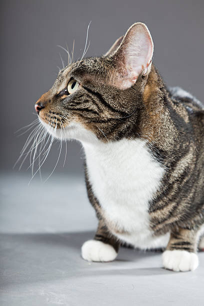 istock Studio portrait of grey striped cat with white chest. 489119185