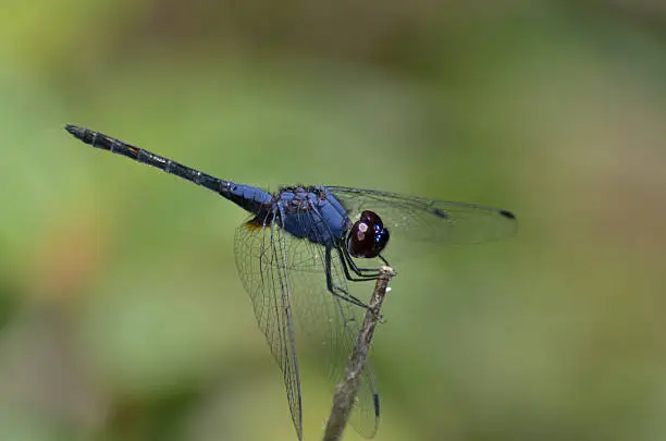 Photo of Dragonfly- T.festiva