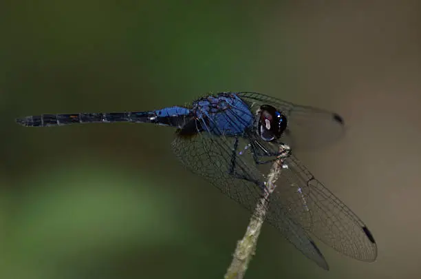 Photo of Dragonfly- T.festiva