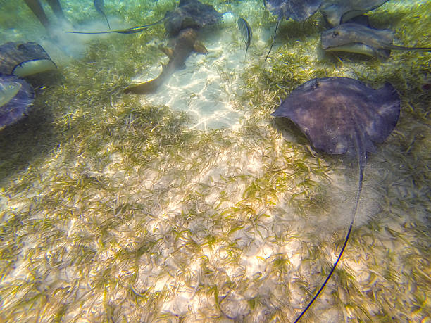 istock Photo taken in Belize 489119321