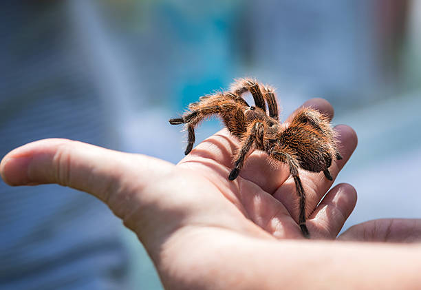 Hand holding a tarantula Child holding a tarantula spider on her hand palm spider stock pictures, royalty-free photos & images