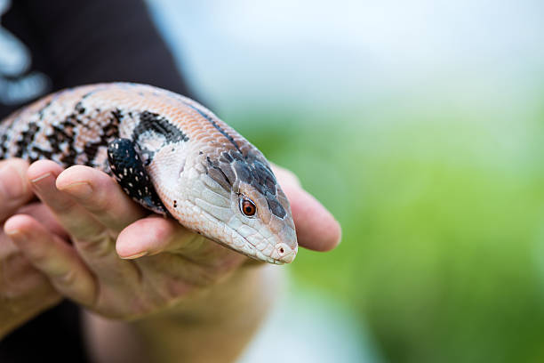 Blue-tongued skink lizard Hands holding a Blue-tongued skink lizard. Soft green background with copy space. tiliqua scincoides stock pictures, royalty-free photos & images