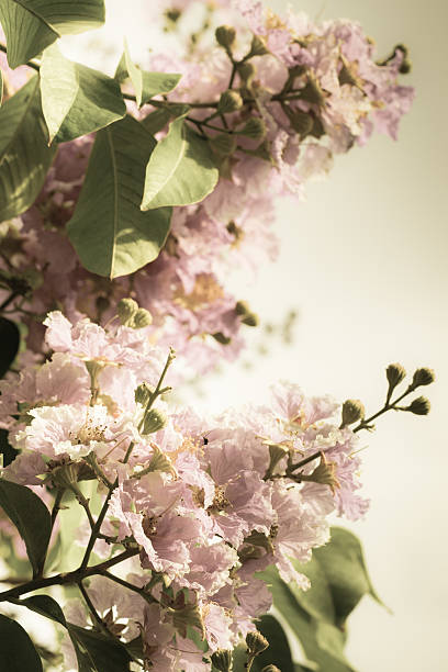 istock Lagerstroemia floribunda Jack flower 489119747