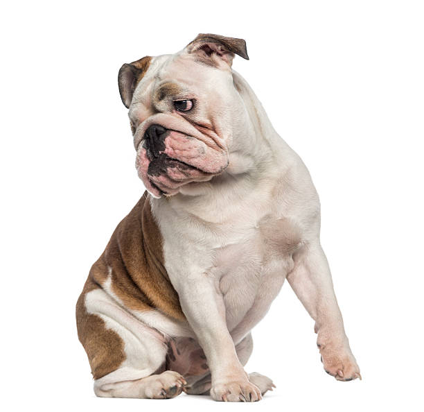 istock English Bulldog sitting (8 months old) 489120537