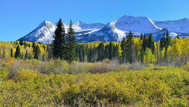 istock yellow and green aspen and snow covered mountains 489120570