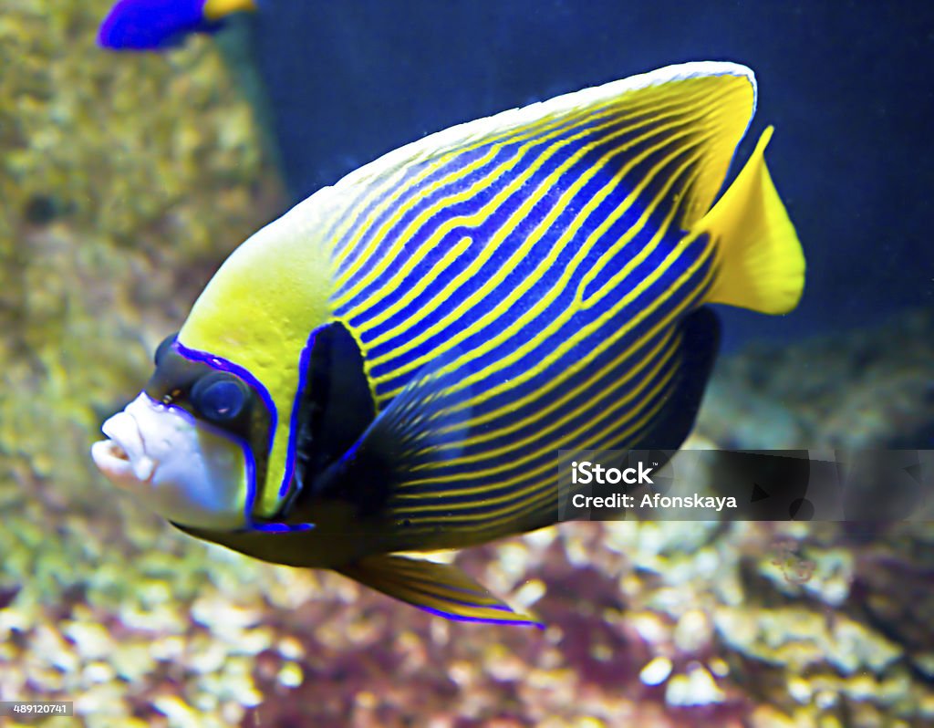 Fish-emperor (fish-angel) Tropical fish Fish-emperor,or fish-angel, latin name Pomacanthus imperator,  blue and yellow colours. Angelfish Stock Photo