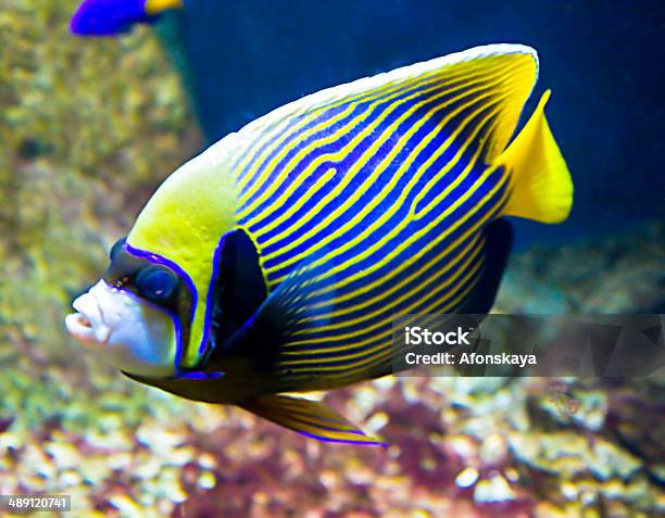 Fishemperor Stock Photo - Download Image Now - Angelfish, Emperor, Blue