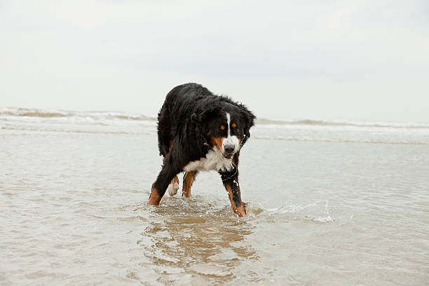 istock Happy berner sennen dog outdoors running on the beach. 489120857