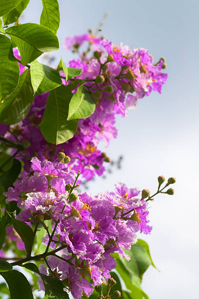 istock Lagerstroemia floribunda Jack flower 489121407