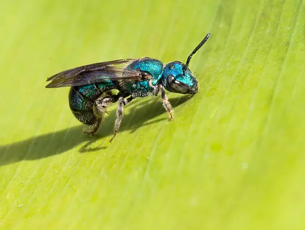 Blue green iridescent metallic sweat bee on a green leaf