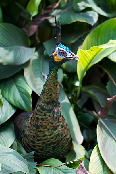 istock Peacock Poking Head in the Foliage 489121533