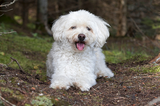 A small white Cockapoo dog pants as it takes a rest from a hike through a forest -  Haliburon, Ontario, Canada