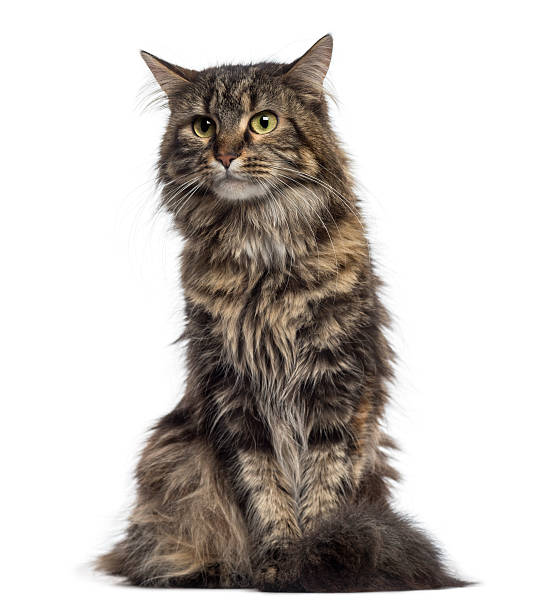 istock Maine Coon kitten sitting (4 months old) 489121851