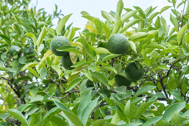 istock Unripe organge in the tree under the sun 489121920